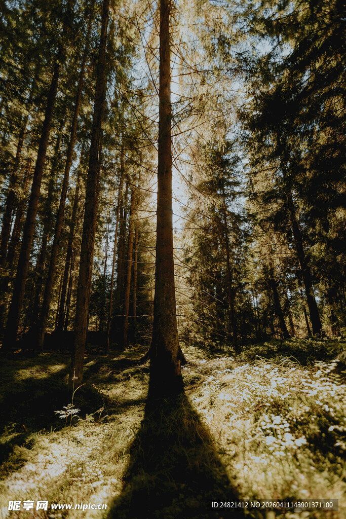 阳光洒落的静谧森林