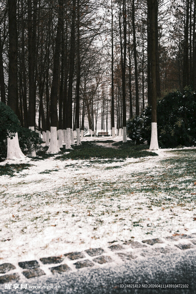 冬日雪覆林间墓地景象
