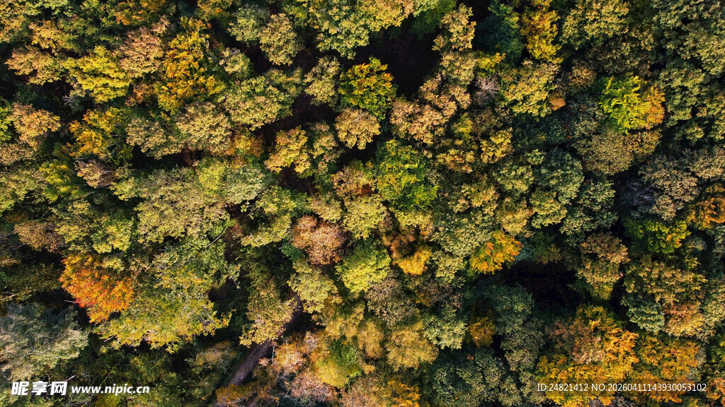俯瞰多彩繁茂植被景观