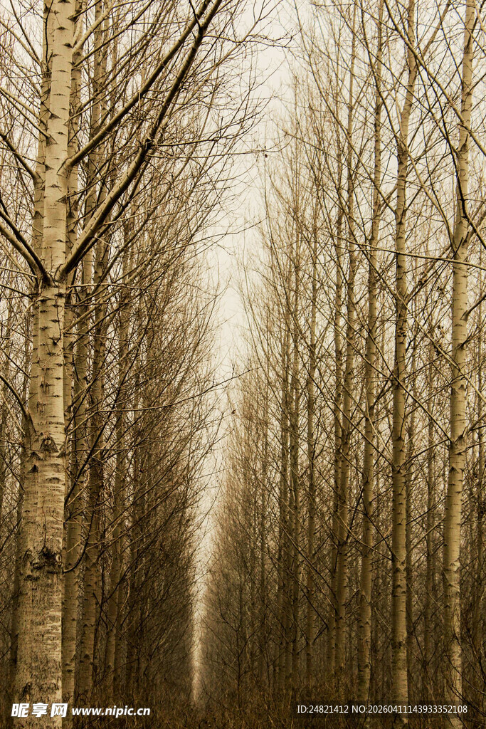 冬日白桦林景观