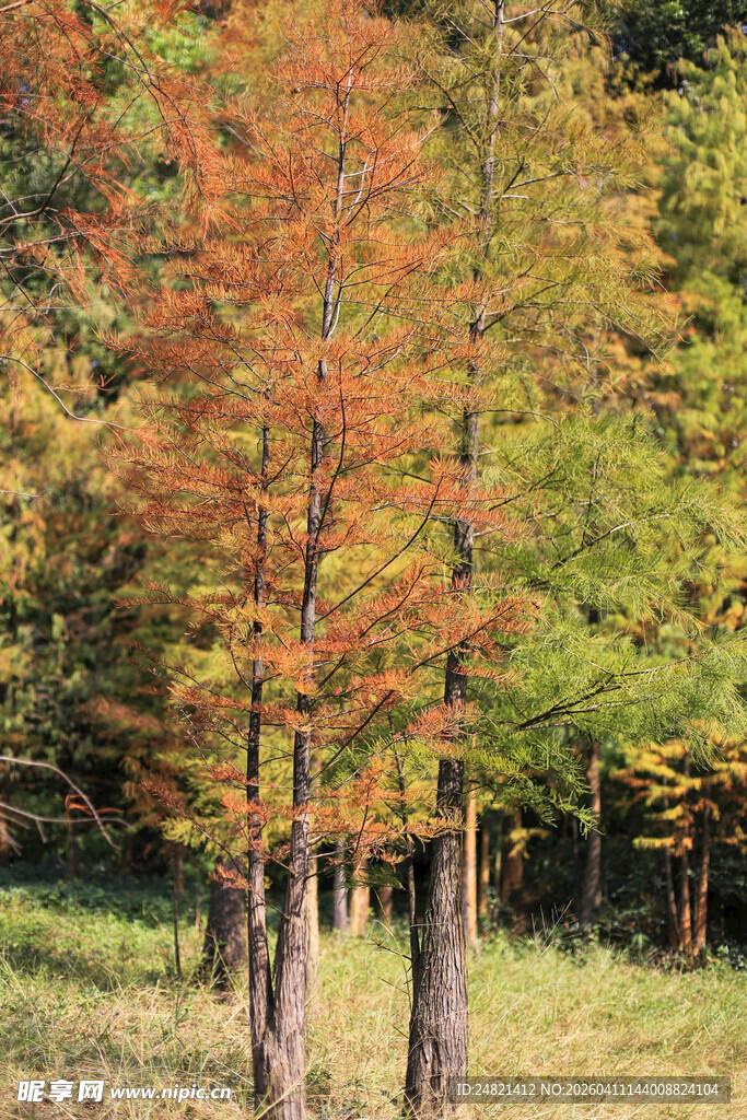秋日绚烂树林美景