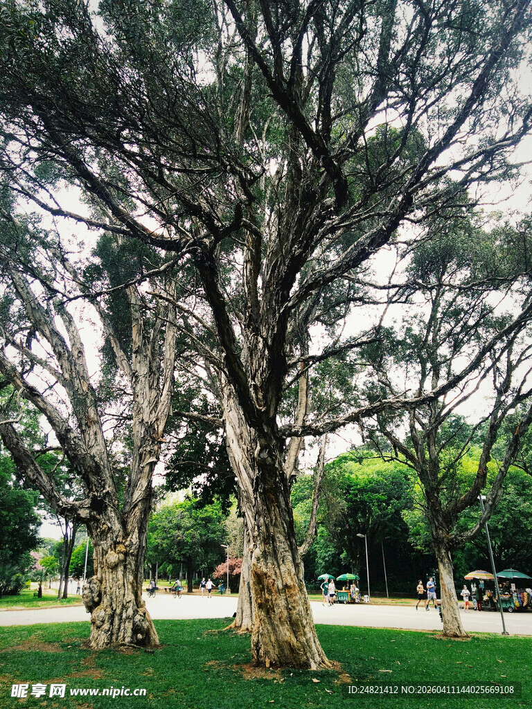 公园中繁茂的大树群