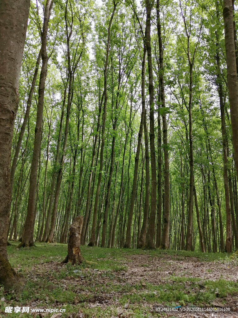 茂密森林中的挺拔树木