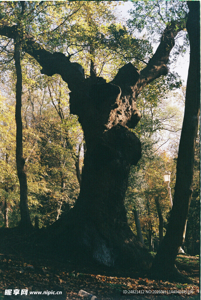 古老森林中粗壮的神秘大树