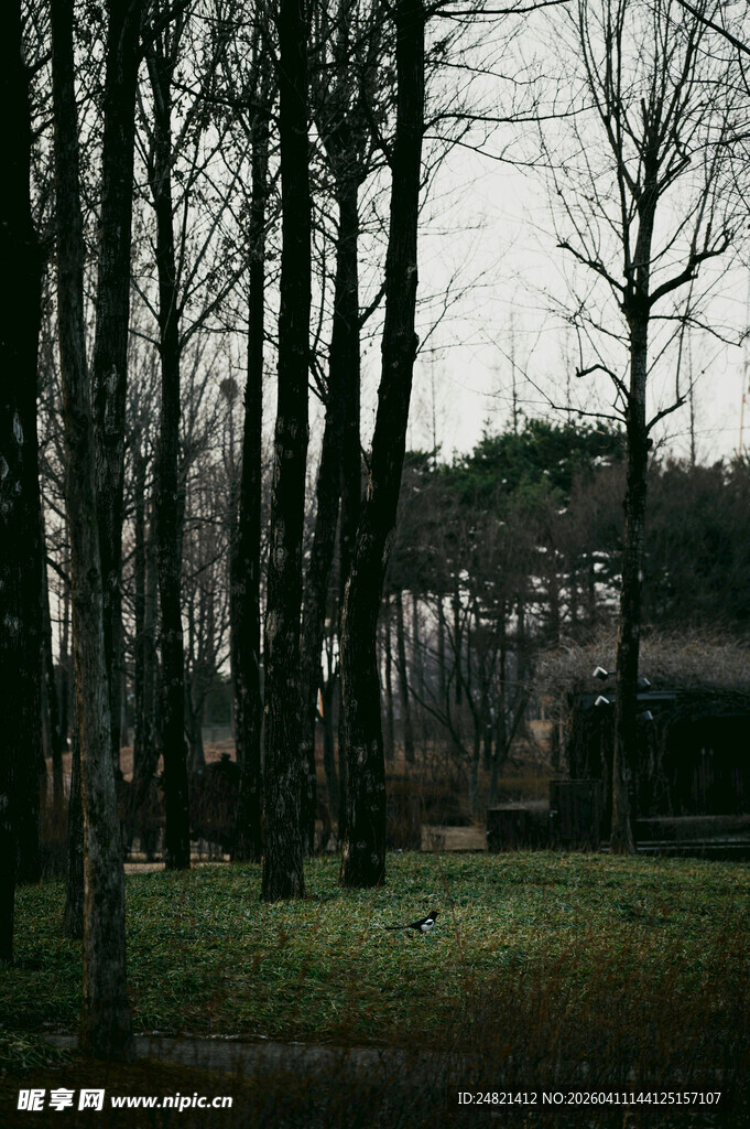 冬日静谧森林景象