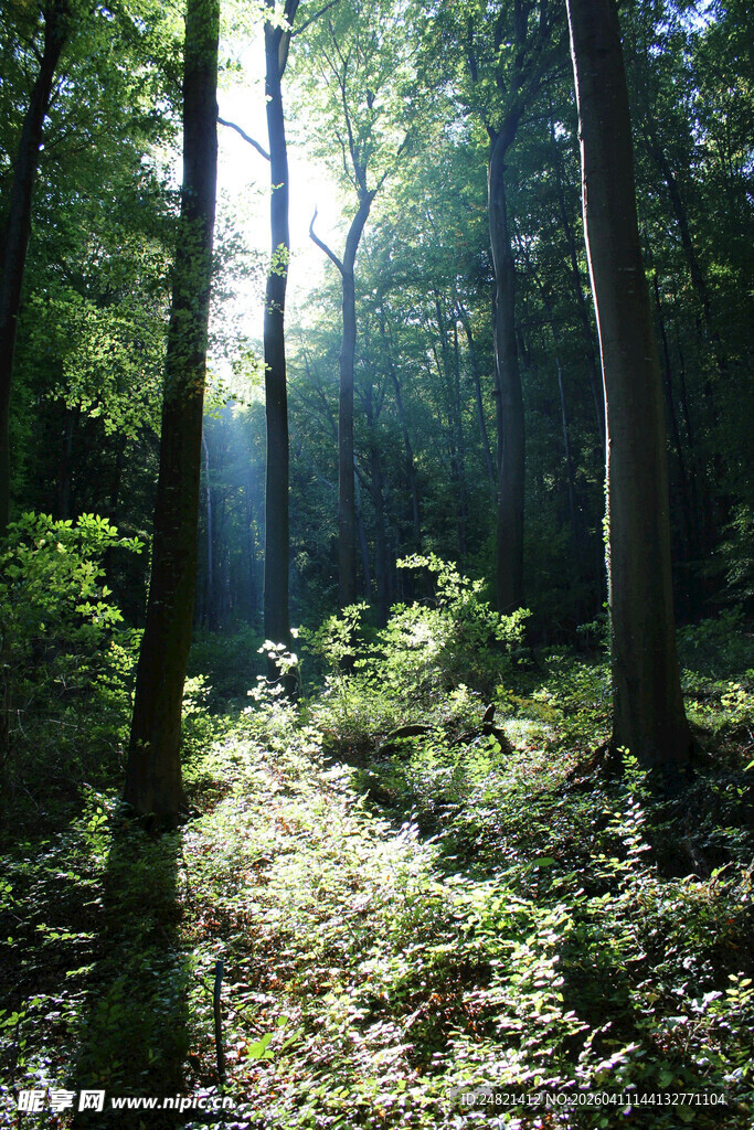 阳光洒落的静谧森林