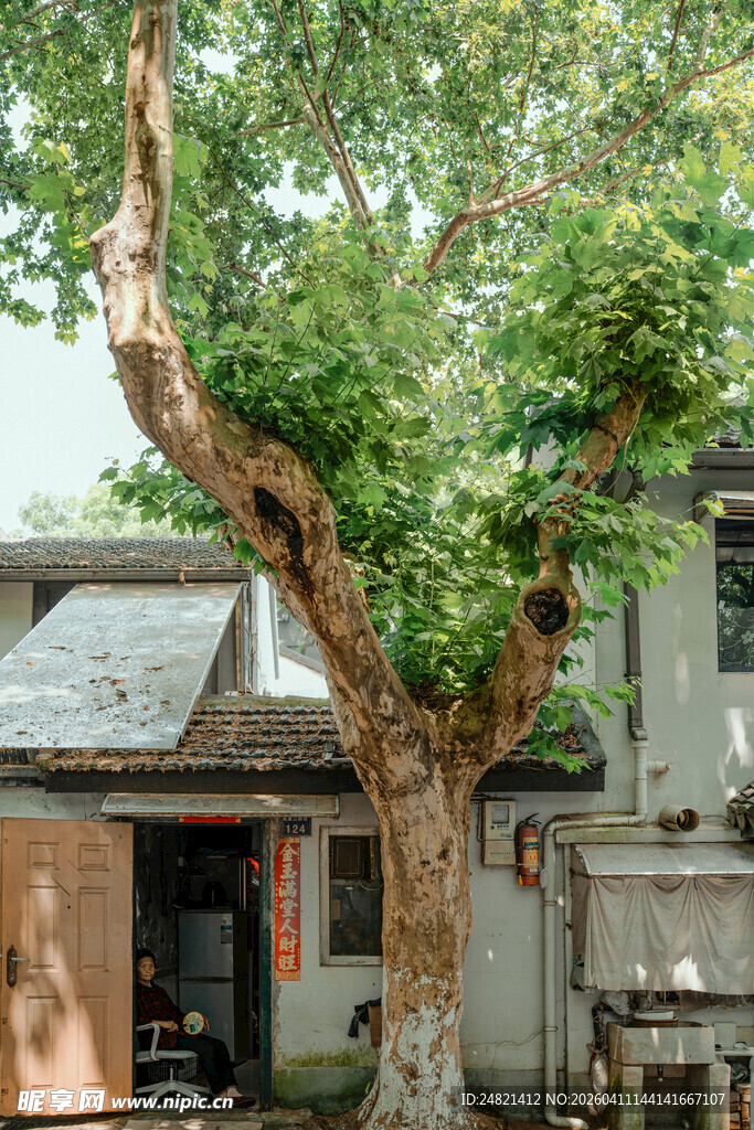 古树下的老旧民居