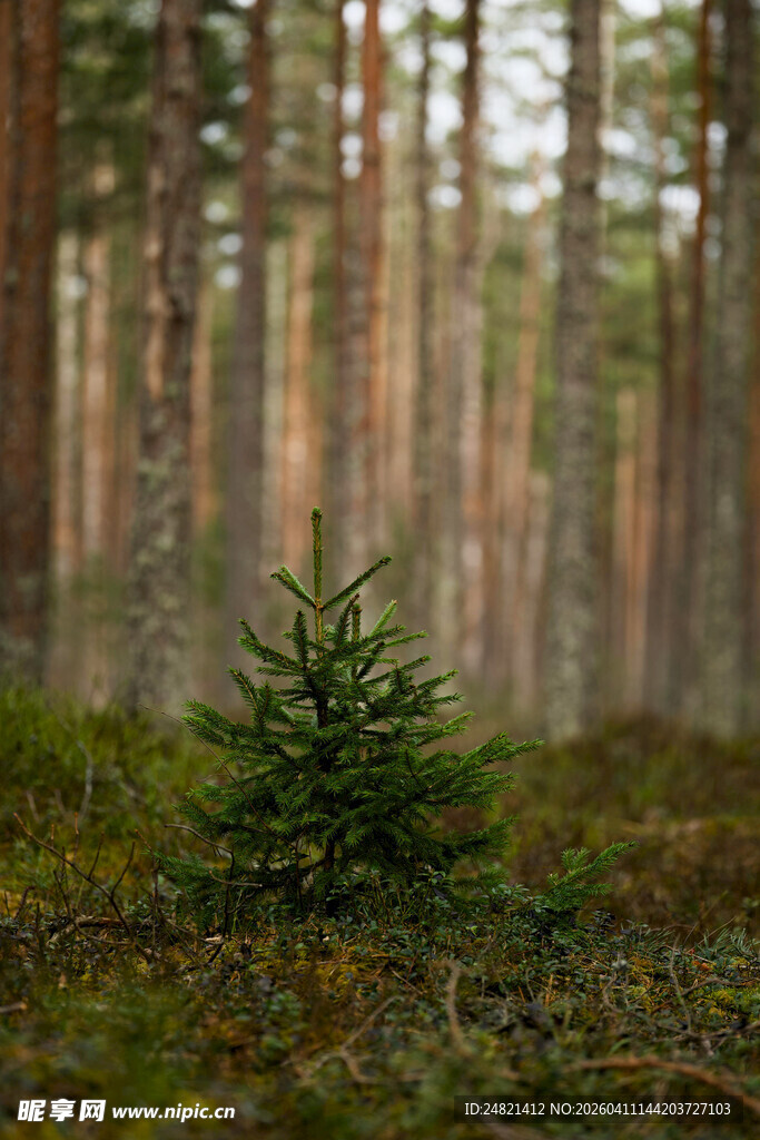森林中的孤独小松树