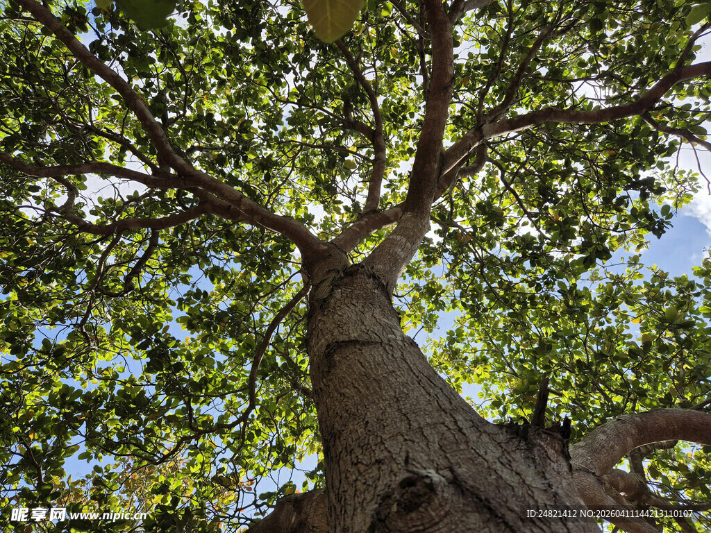 仰视粗壮繁茂的大树