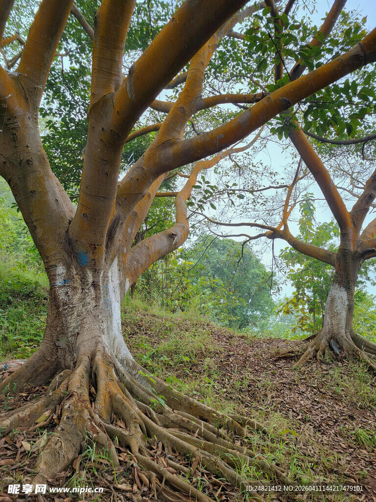 粗壮盘根的繁茂大树