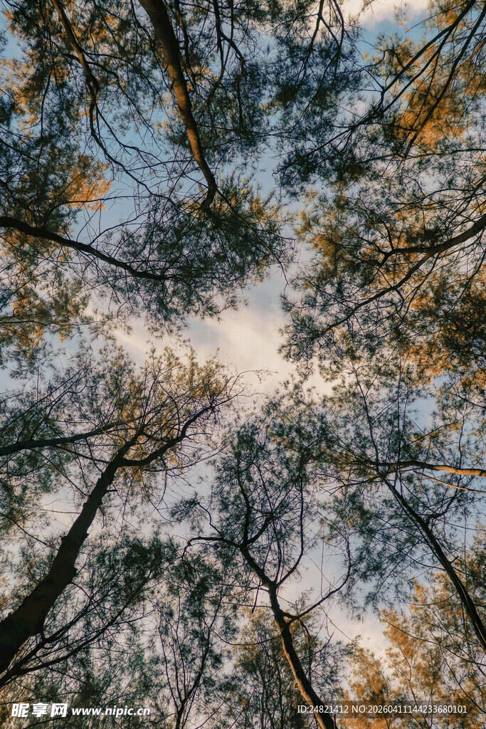 仰观森林树木交错之景