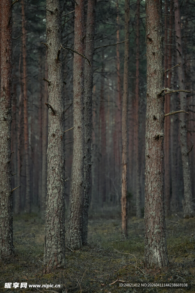 静谧森林中的挺拔树木