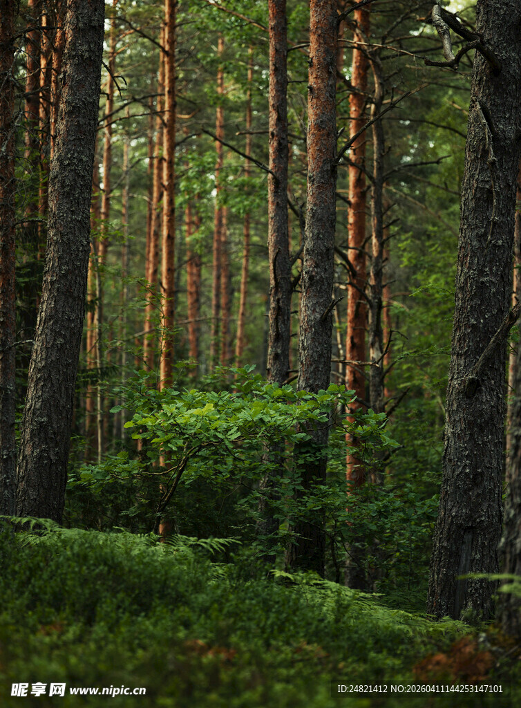 静谧森林中的葱郁景致