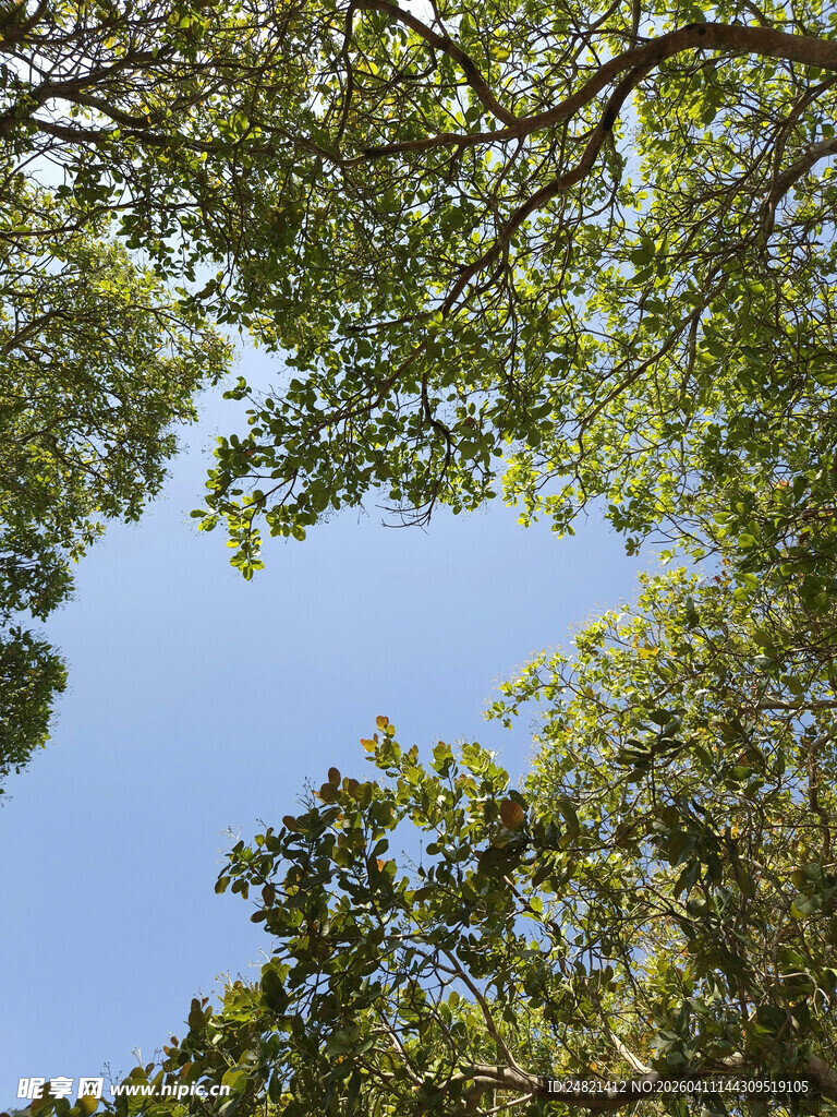 仰望葱郁树冠与蓝天