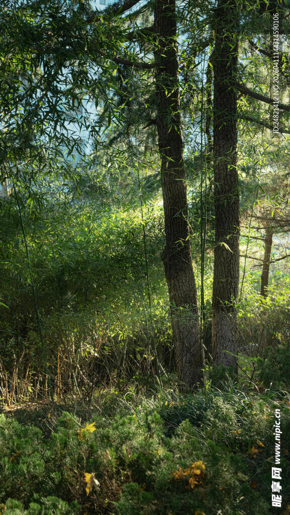 森林中的树木与植被景观