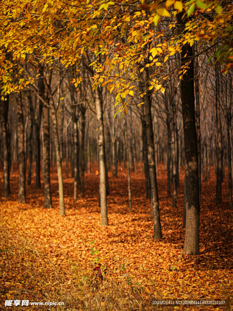 秋日落叶森林美景