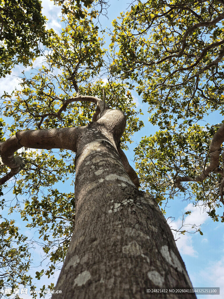 仰望粗壮繁茂的参天大树