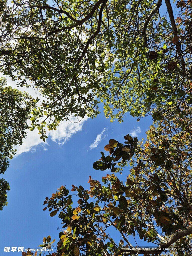 仰望蓝天绿叶树影斑驳