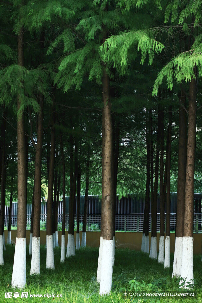 林间树木与白色树基景观