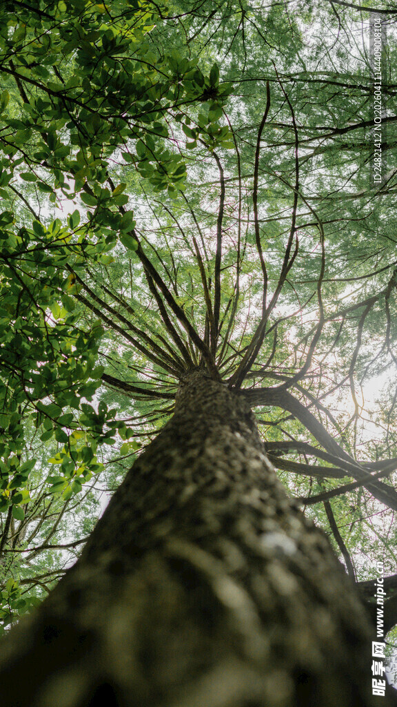 仰视森林中的高大树木