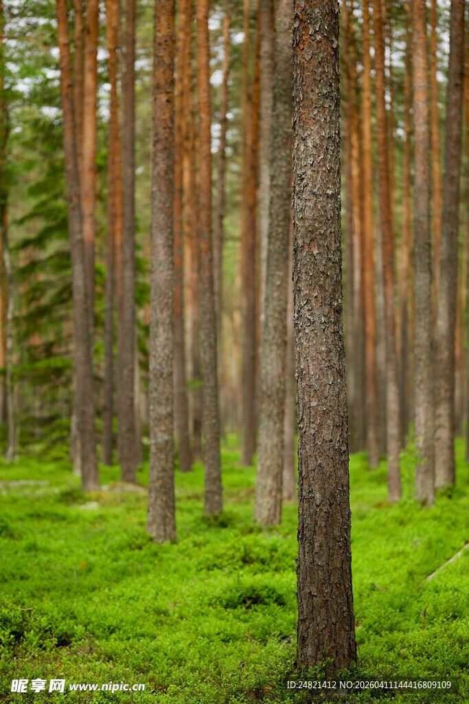 茂密森林中的挺拔松树