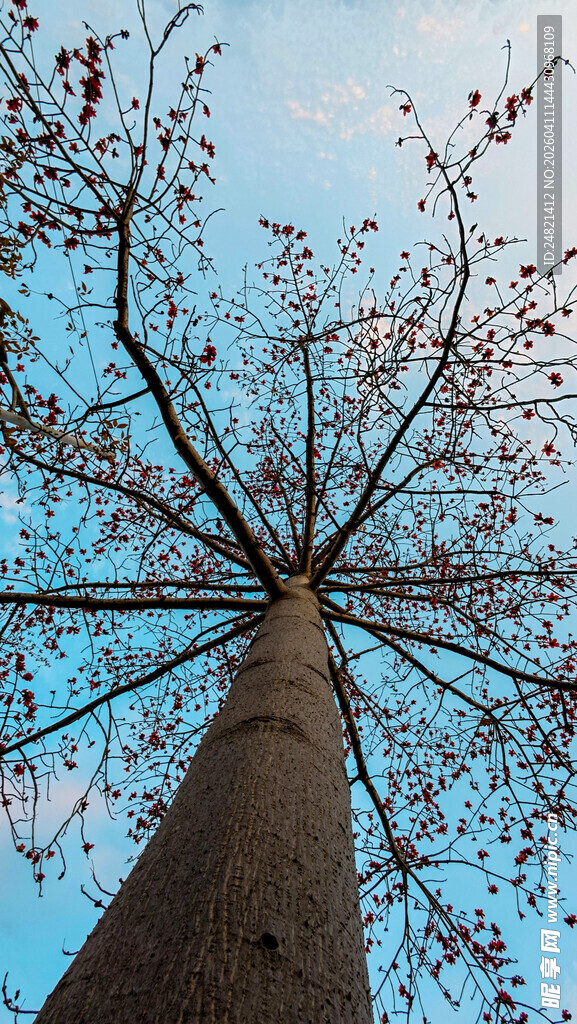 仰望挺拔大树与蓝天