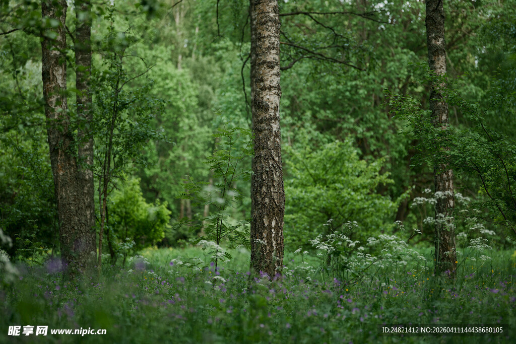 茂密森林中的葱郁树木