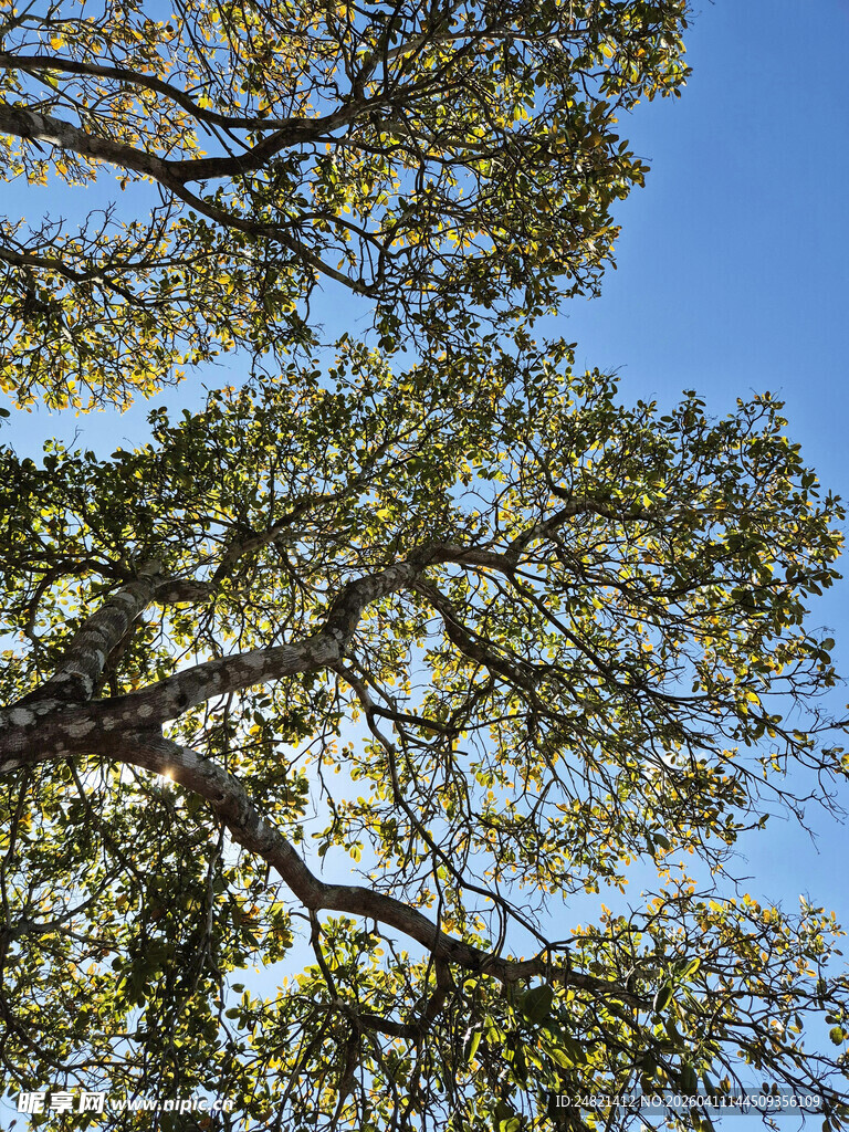 仰视葱郁树冠蓝天美景