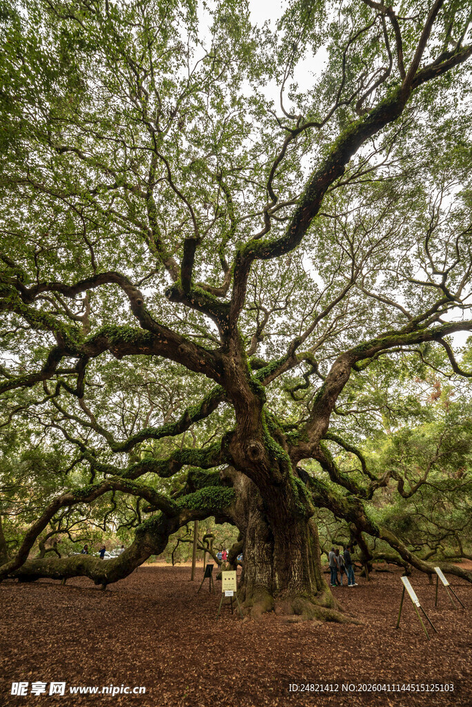 古老繁茂的大树景观