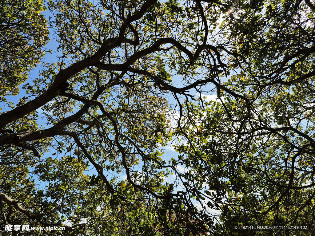 仰视繁茂树冠
