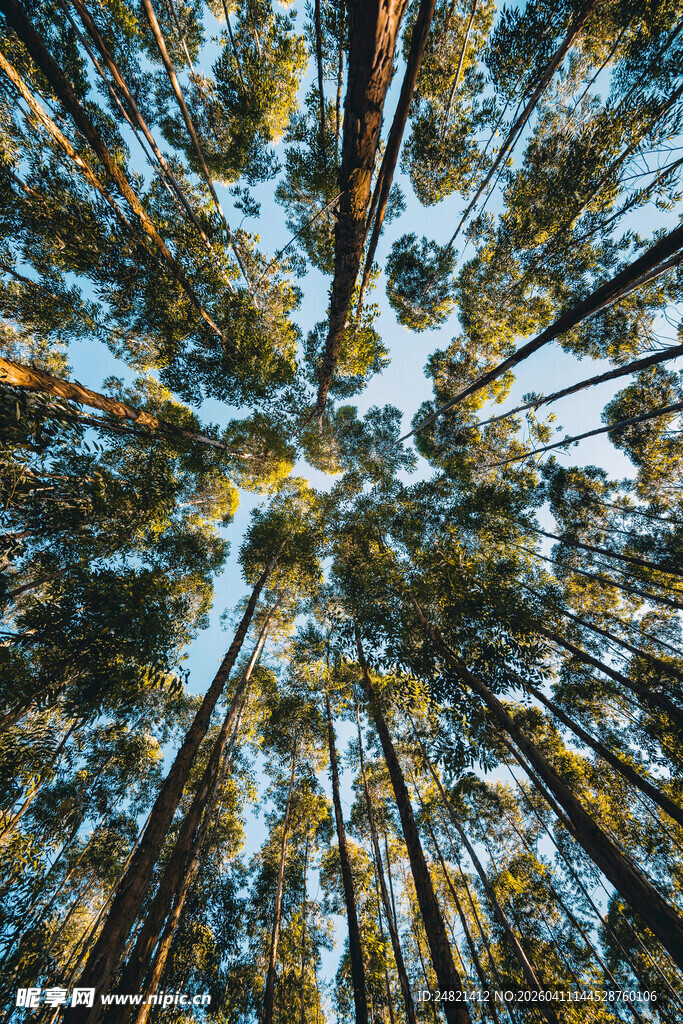 仰视秋日斑斓树林景观
