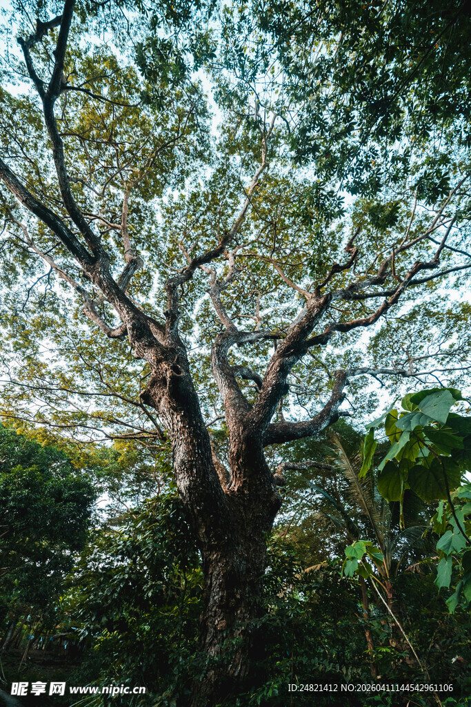 繁茂大树