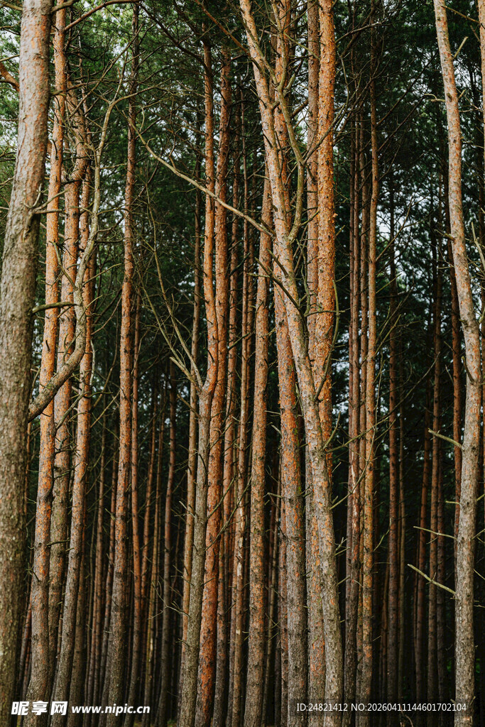 挺拔松树林立的自然美景