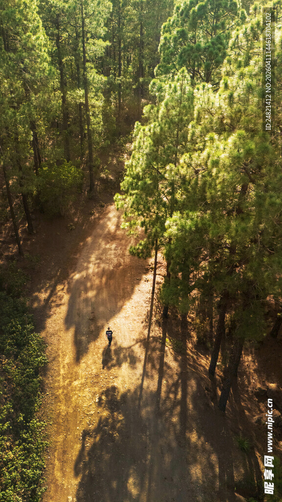 林间徒步队伍穿行于绿意中