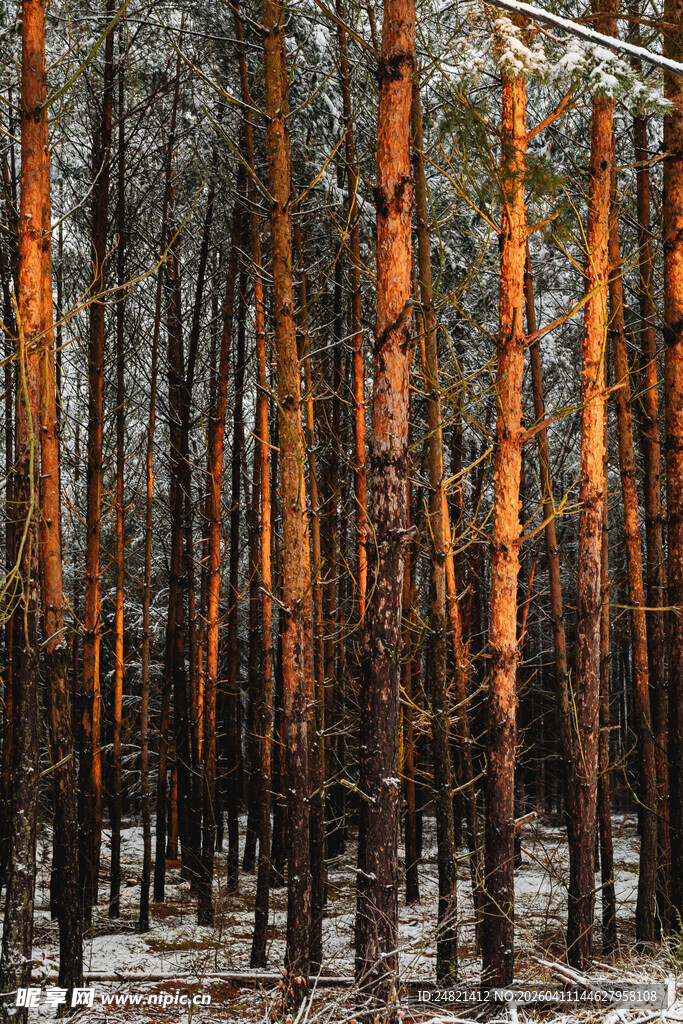 冬日阳光下的绚烂松林