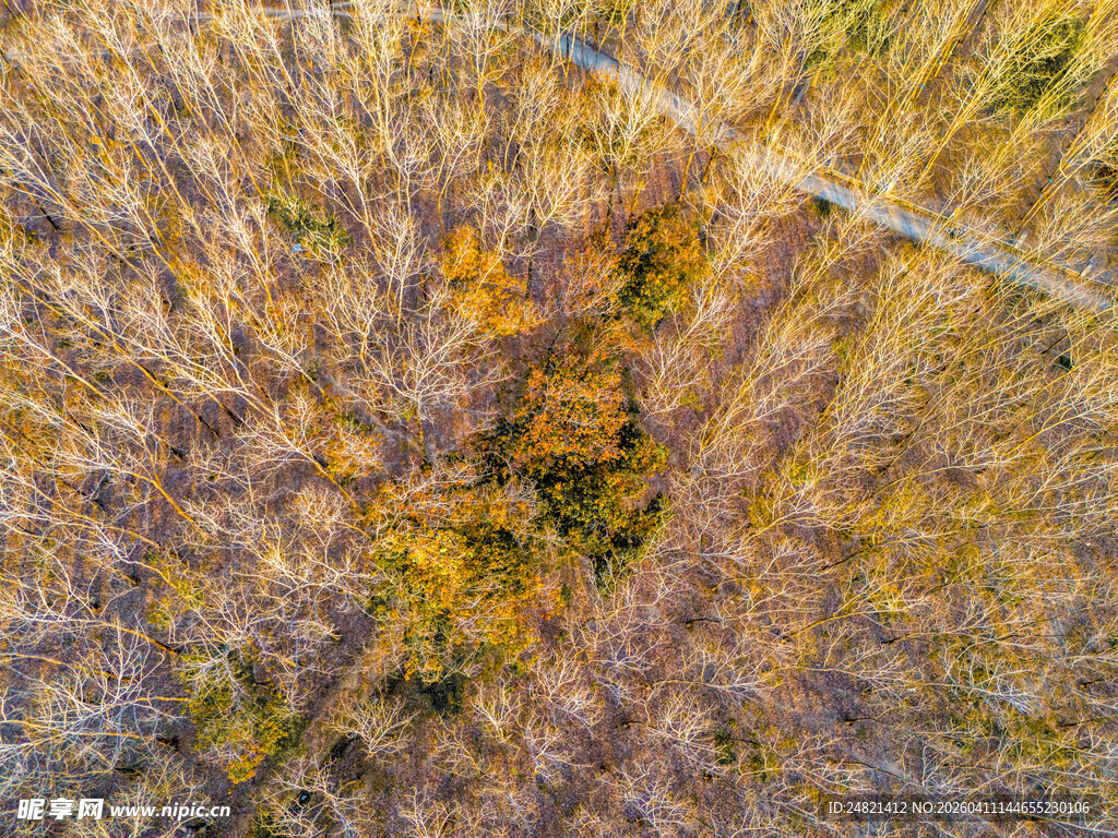 秋日森林俯瞰美景