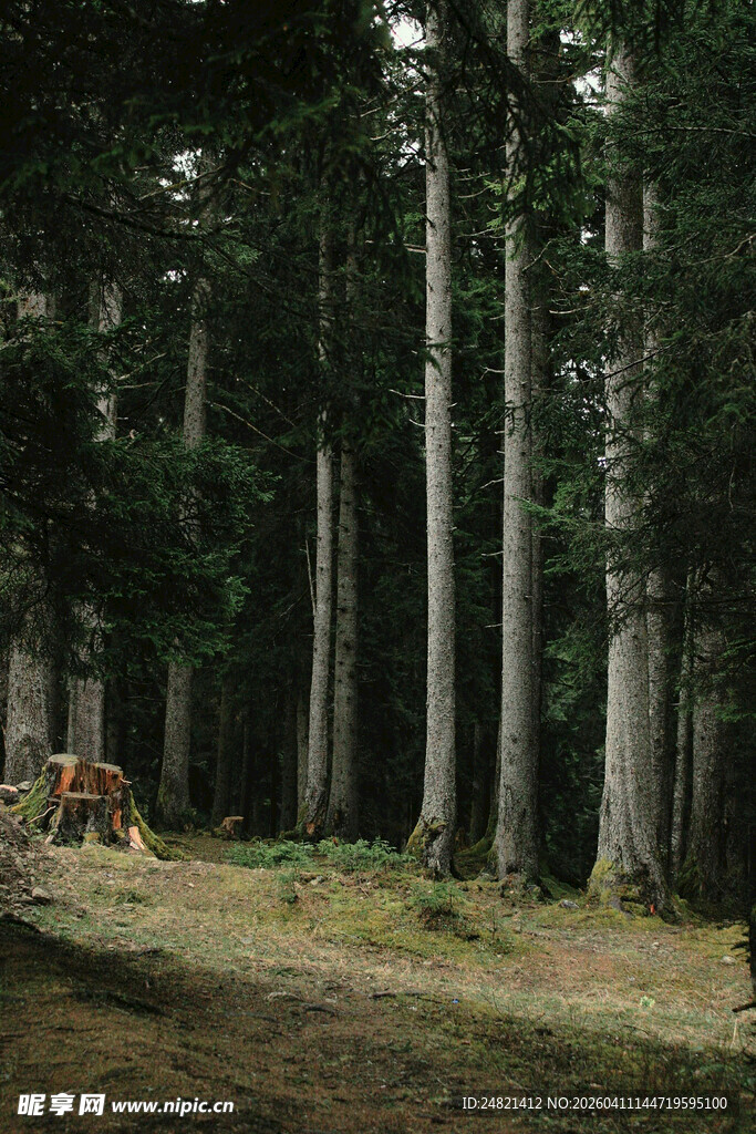 静谧森林中的自然景致