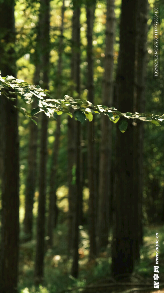 林间绿意