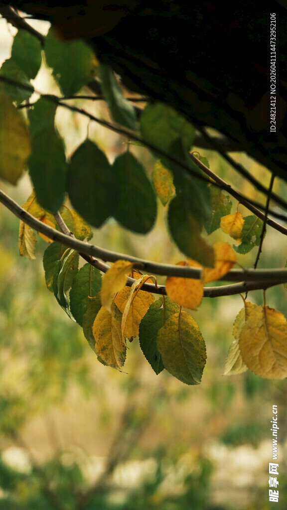 枝头黄绿相间的树叶