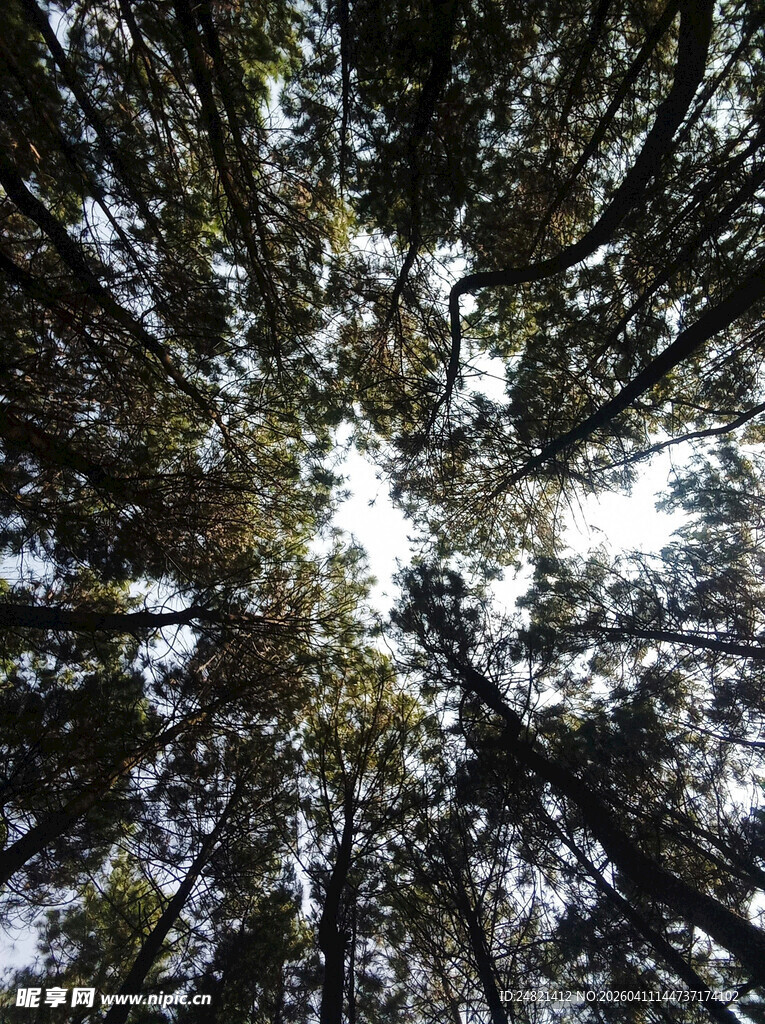 仰望茂密森林树冠