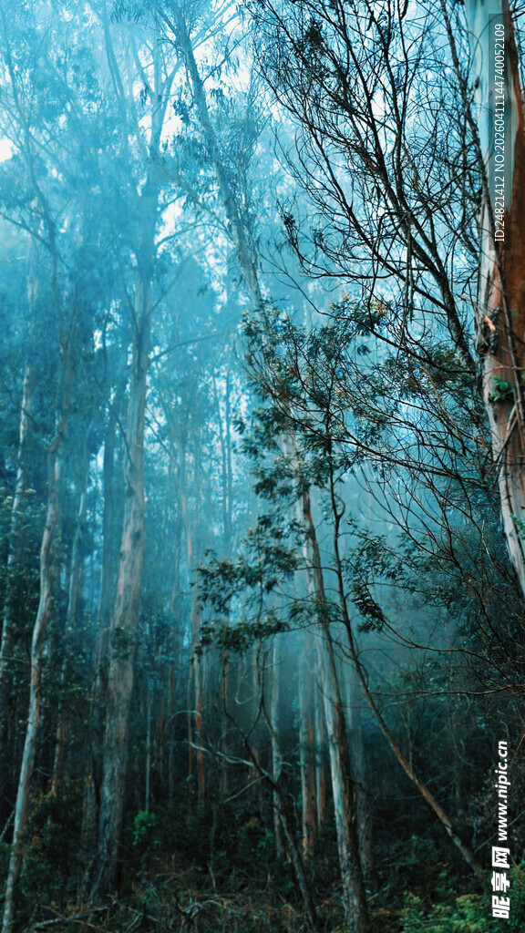 迷雾森林中的静谧树木