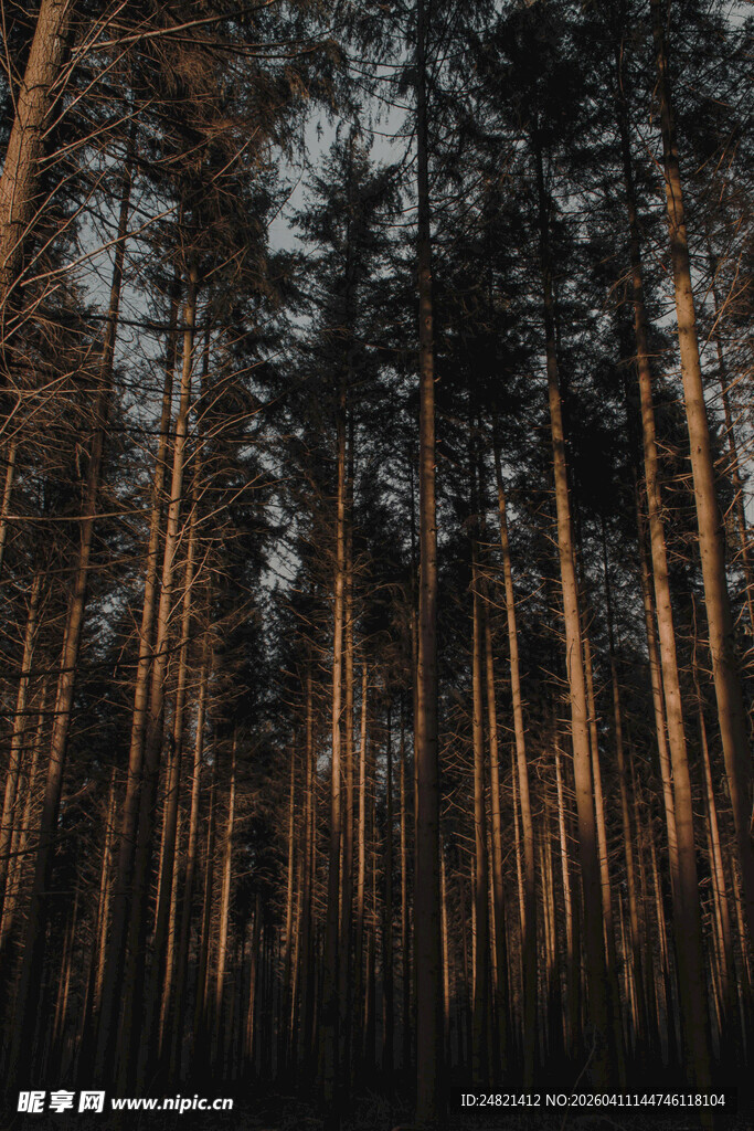 静谧森林中的高大树木