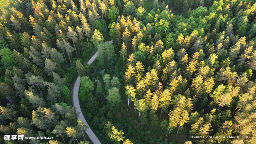 蜿蜒小路穿行金黄树林