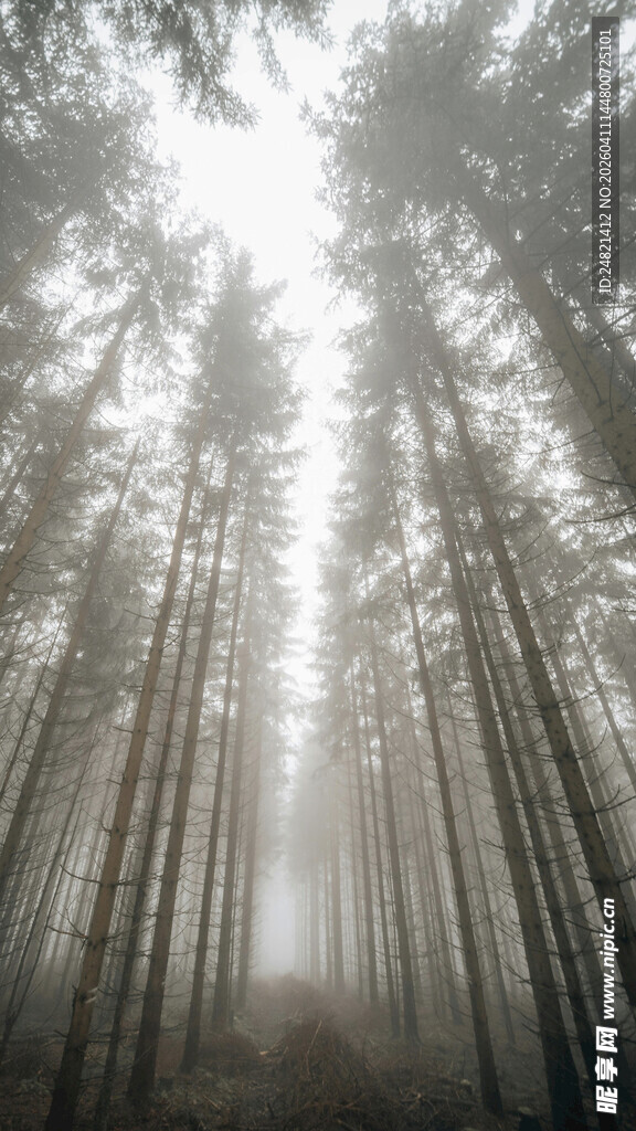 迷雾笼罩的静谧森林