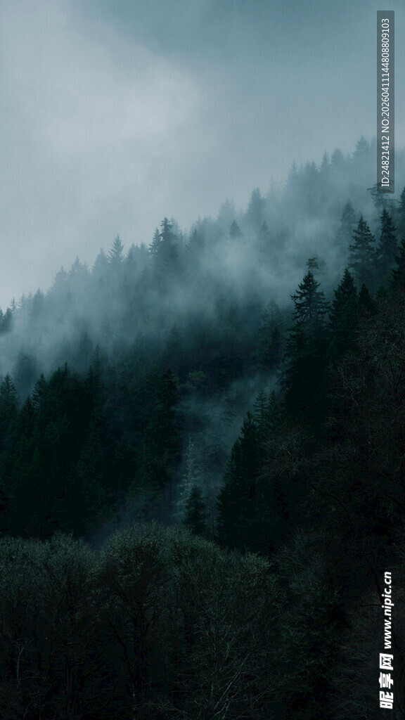 云雾缭绕的山林美景