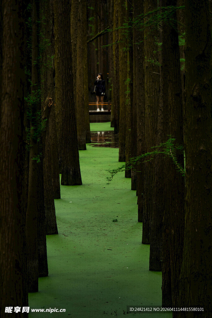 森林中静谧的绿色水上小径
