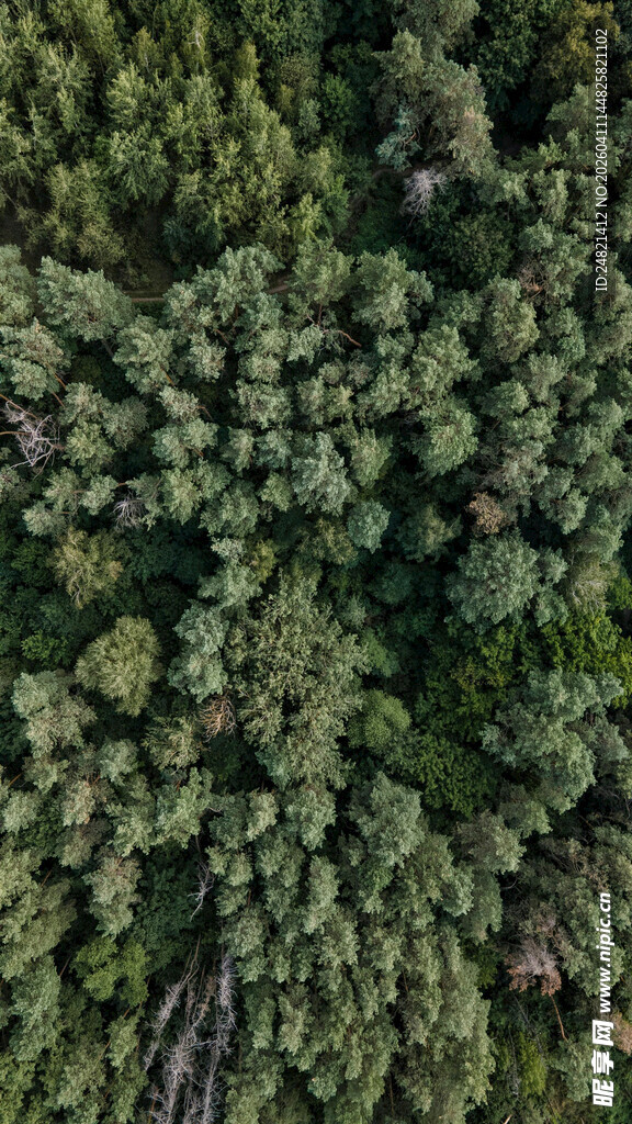 俯瞰茂密绿意森林景观