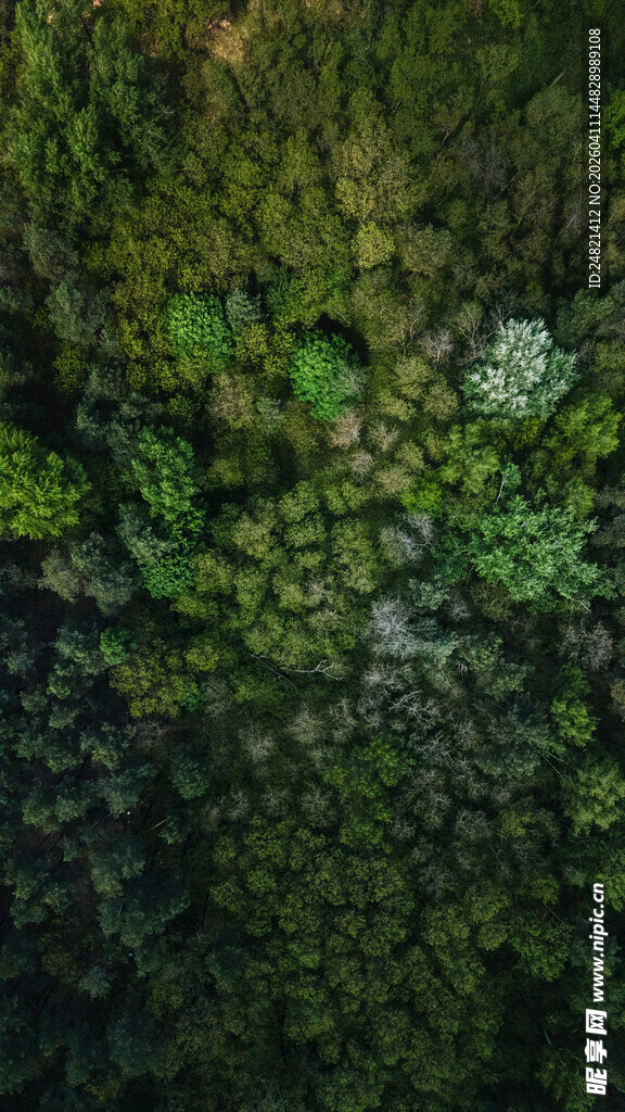 翠绿繁茂的苔藓植物景观