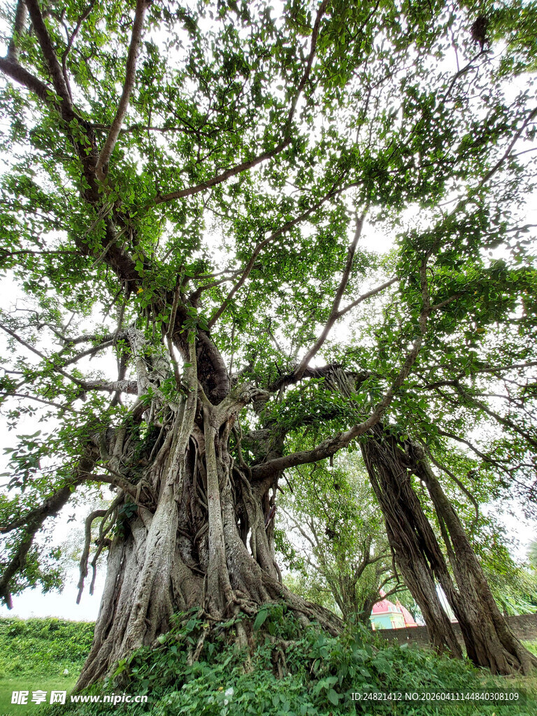 巨大繁茂的古老榕树