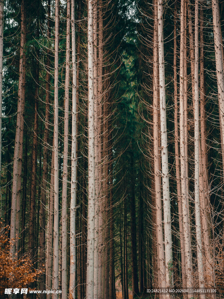 茂密挺拔的森林树木